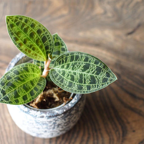 【斑入り】 ① マコデスペトラ Yahoo!オークション - ①斑入り マコデスペトラ 【ジュエルオーキッド