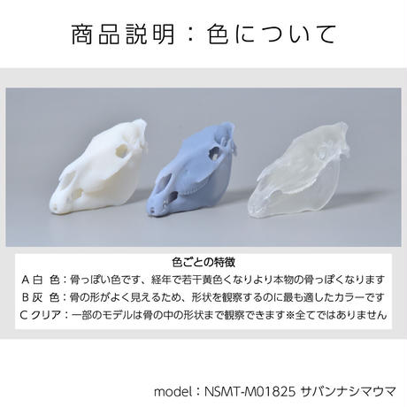 アジアゾウ_Asian elephant_NSMT-M56341