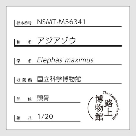 アジアゾウ_Asian elephant_NSMT-M56341