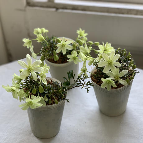 クレマチス Stores