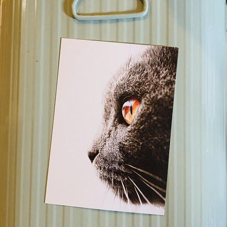 猫ポストカード イケメン ドイツ直輸入 コチカーニバル第2楽章 猫ポストカード イケメン ドイツ直輸入 コチカーニバル第2楽章