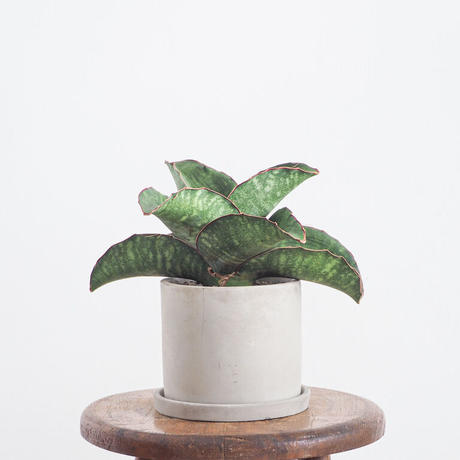 ドラゴンウィング Stores