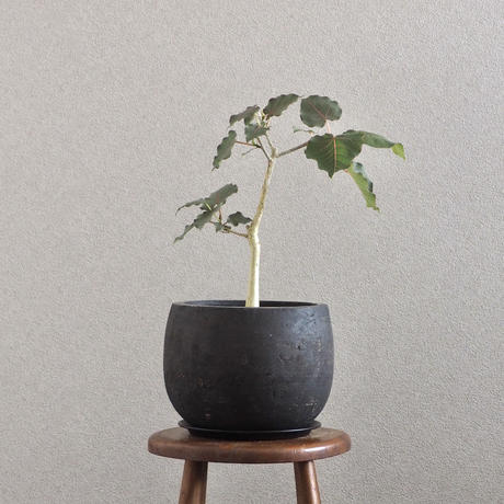 フィカスペティオラリス Stores