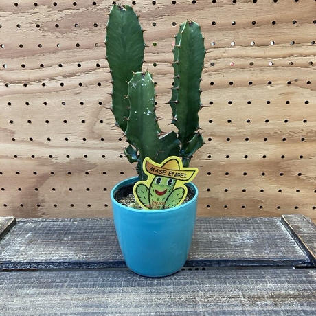 大雲閣 Stores 大雲閣 Stores