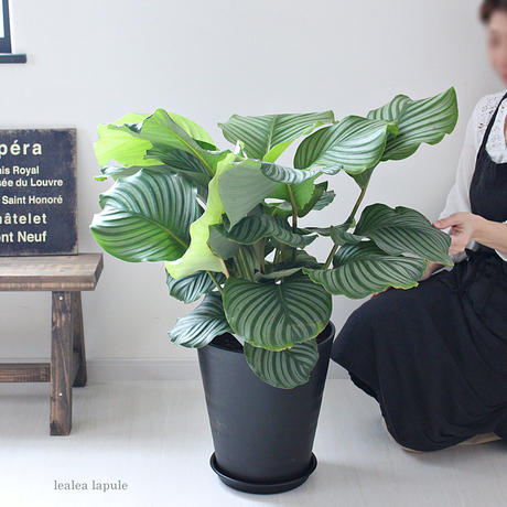 カラテアオルビフォリア Stores