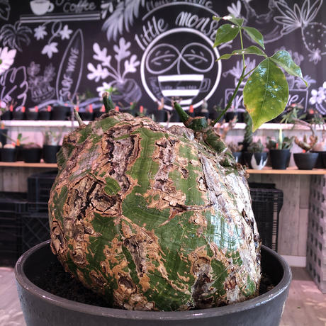 ボンバックス Stores