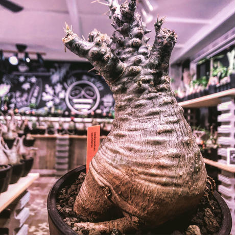 パキポディウムサンデルシー Stores パキポディウムサンデルシー Stores