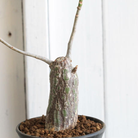 ボンバックス Stores