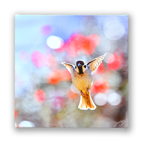 きらきらすずめ Stores