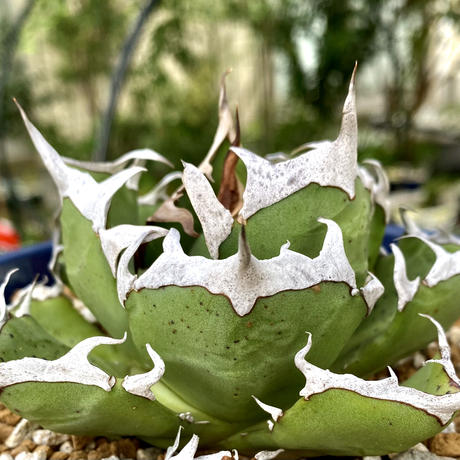 シナモン様 皮卡丘 OC 鬼爪 根付き アガベ 