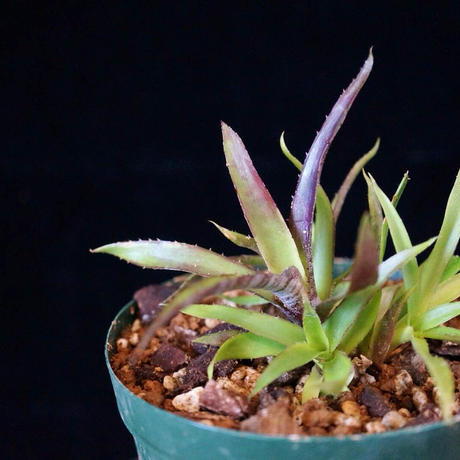 Billbergia Domingos Martins F2 ビルベルギア ドミンゴスマル...