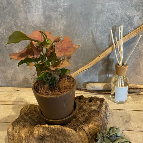 緑のある暮らし Stores