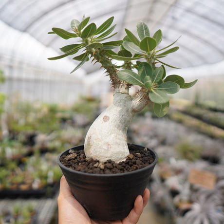 デンシフローラム Stores