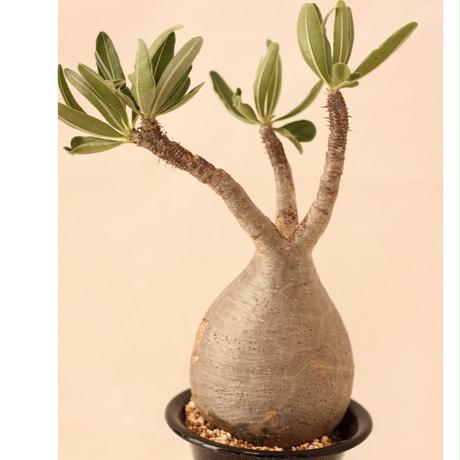 Stores 塊根植物の検索結果 Stores 塊根植物の検索結果