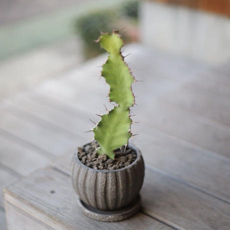 大雲閣 Stores 大雲閣 Stores