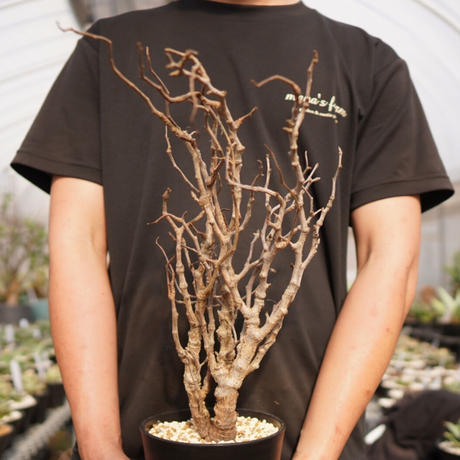 センナメリディオナリス Stores