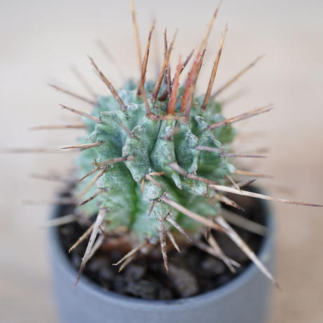 ユーフォルビアホリダ Stores