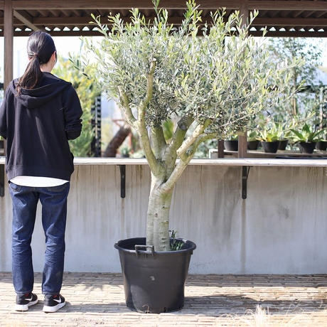 Stores オリーブ古木の検索結果