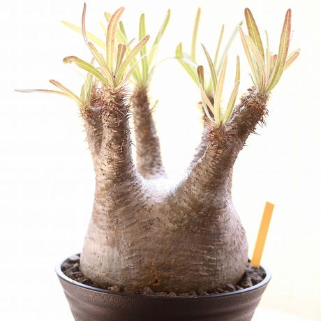 Stores 塊根植物の検索結果 Stores 塊根植物の検索結果