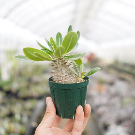 パキポディウムデンシフローラム Stores