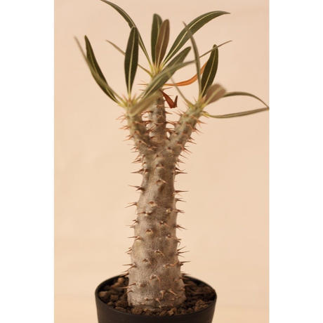 Stores 塊根植物の検索結果 Stores 塊根植物の検索結果