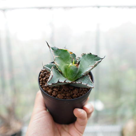 ブラック ブルー Stores