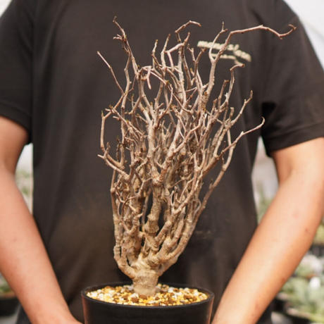 センナメリディオナリス Stores