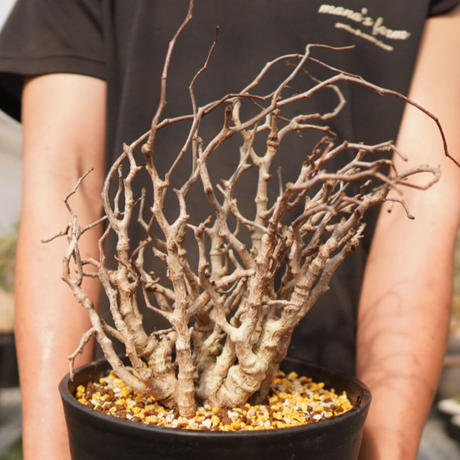 センナメリディオナリス Stores