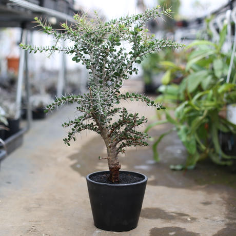 驚きの価格 アローディア コモサ 植物 観葉植物 Malmas In