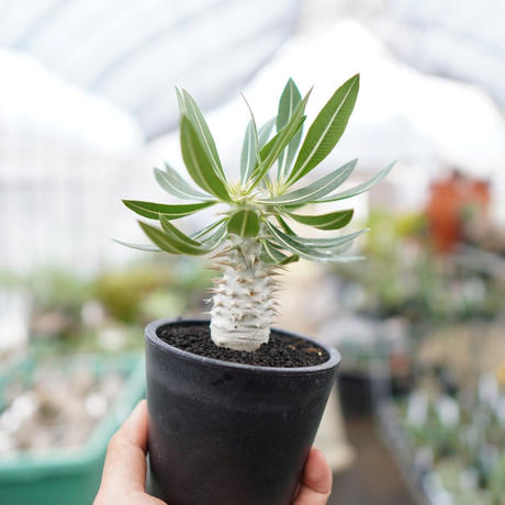 デンシフローラム Stores