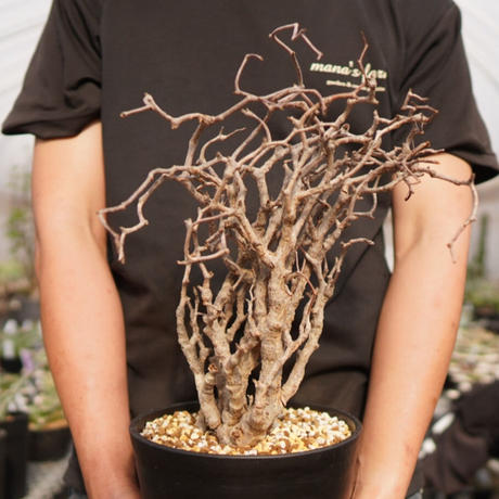 センナメリディオナリス Stores