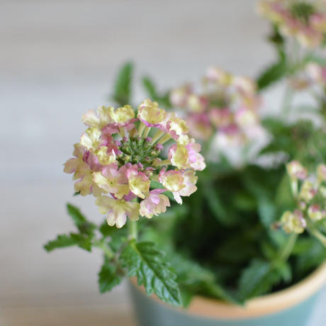 Stores ガーデニングの検索結果