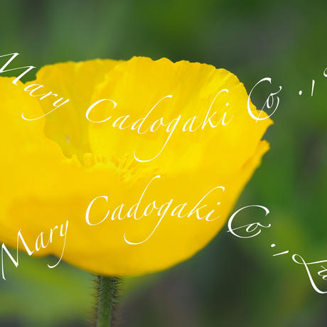 黄色い花 Stores 黄色い花 Stores