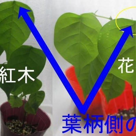 5bd71887ef843f71ac0019db