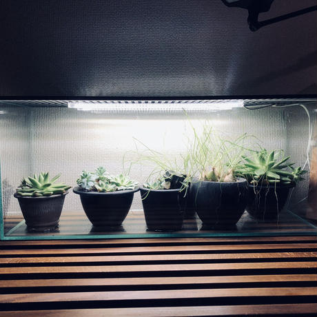 植物育成ライト Stores 植物育成ライト Stores