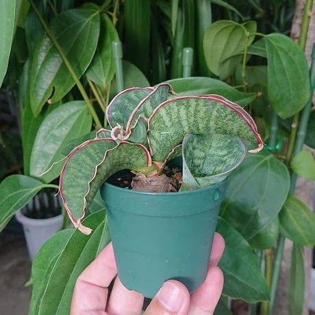 ドラゴンウィング Stores