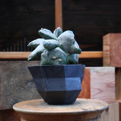 ランポー玉 Stores