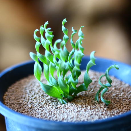 アルブカ コンコル ディアナ Albuca Concordiana No