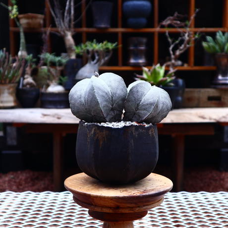 アストロフィツム 恩塚ランポー玉 Astrophytum Myriostigma Cv