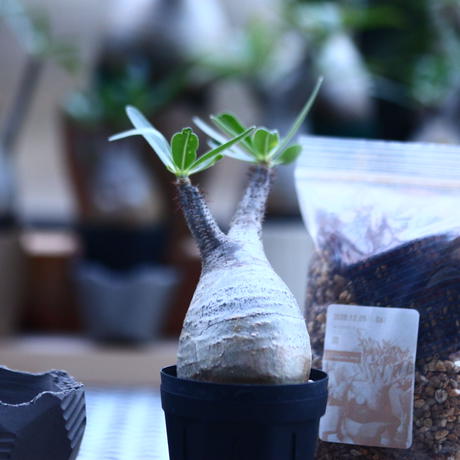 ﾞハルコイ セット パキポディウム グラキリス No 芽の巣山