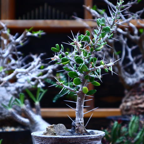 アローディア コモサ Alluaudia Comosa No 芽の巣山