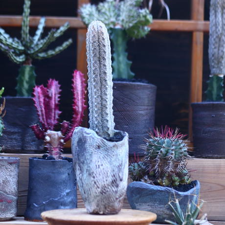 Seal限定商品 ユーフォルビア アブデルクリ レア サボテン 30cm 人気no 1 本体 Www Redmarketargentina Com