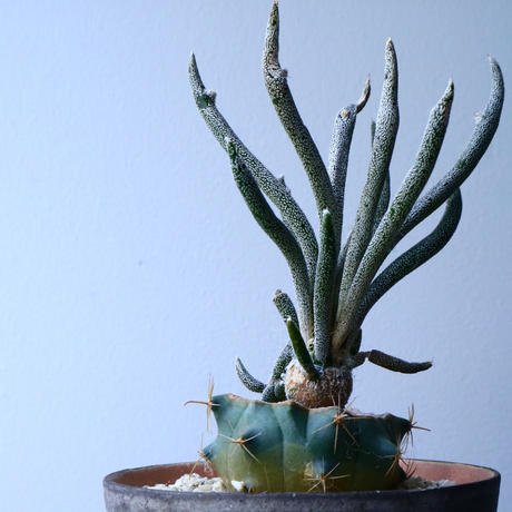 アストロフィツム カプト メデューサ Astrophytum Caputmedusae N