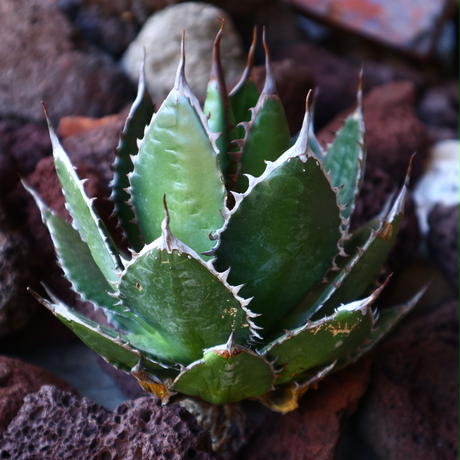 アガベ ホリダ Agave horrida no.30825 | 芽の巣山