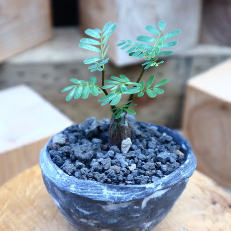 センナ メリディオナリス 実生 Senna Meridionalis No