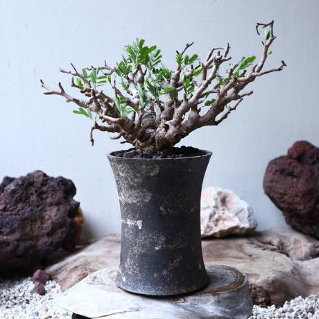 センナ メリディオナリス Senna Meridionalis No 芽の巣山 センナ メリディオナリス Senna Meridionalis No 芽の巣山