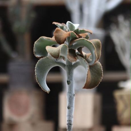 カランコエ ベハレンシス 仙女の舞 Kalanchoe Beharensis No 112