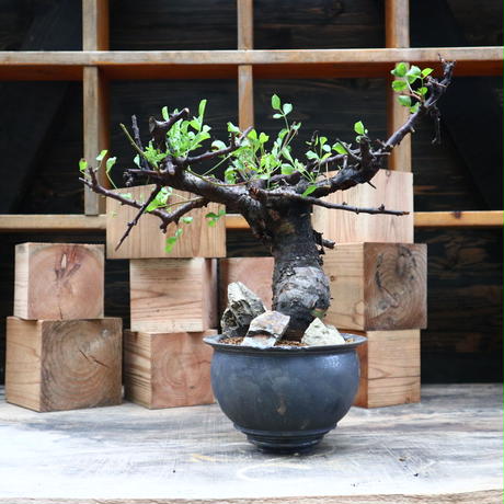 【にゃーは】コミフォラ ボラネンシス コミフォラ・ボラネンシス「Commiphora boranensis」/ET1191