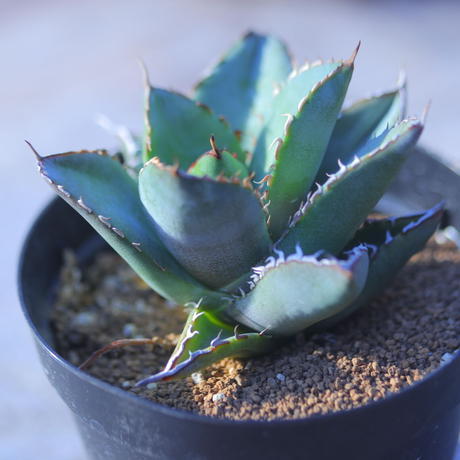 アガベ チタノタ フィリグリー Agave Titanota Filigree Creste