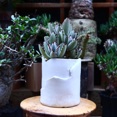 カランコエ Stores